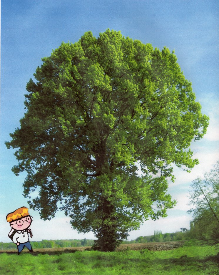 Illustration